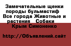 Замечательные щенки породы бульмастиф - Все города Животные и растения » Собаки   . Крым,Симоненко